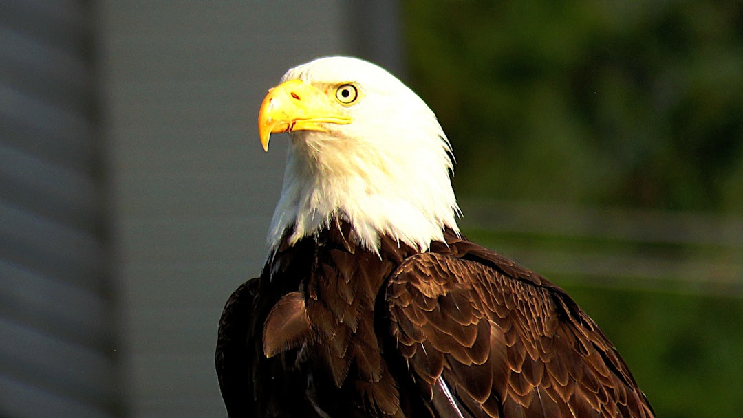 Why Some Fans Still Hate VAR in the World Cup – VAR, football fans, World Cup